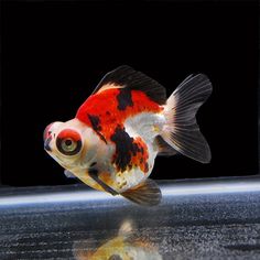 an orange and black fish is swimming in the water