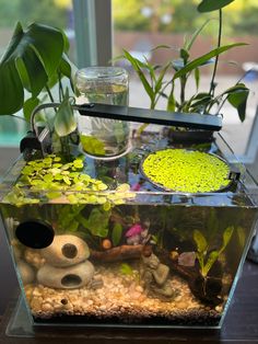 an aquarium with plants and rocks in it