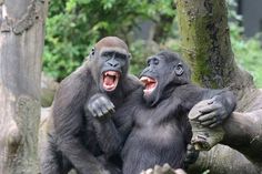 two chimpankins are sitting on the ground and one is yawning