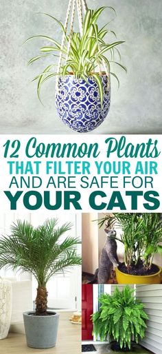 some plants that are hanging from the ceiling with text overlay saying, 12 common plants that filter your air and are safe for your cats