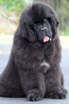 a large black dog sitting on top of a sidewalk