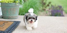 a small dog is walking down the sidewalk near a potted plant and door mat