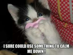 a black and white kitten chewing on a pink toy