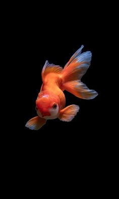 an orange and white fish swimming in the dark water with its head turned to the side