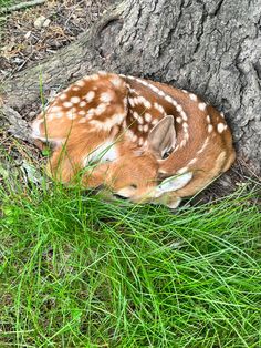 a small deer laying in the grass next to a tree