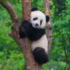 a panda bear climbing up the side of a tree