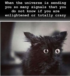 a black cat with the caption when the universe is sending you so many signals that you do not know if you are enlightened or totally crazy