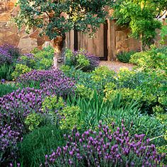 the garden is full of purple flowers and trees