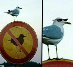 there are two pictures with birds on top of each other and one has a no seagull sign