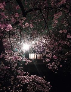 the light shines brightly through the cherry blossom trees