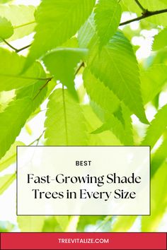 the text best fast growing shade trees in every size is overlaid by green leaves