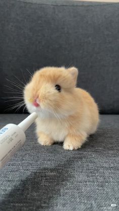 a small brown and white hamster sitting on top of a couch next to a tube of toothpaste