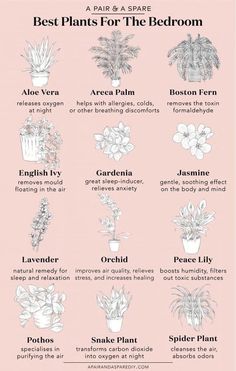 the best plants for the bedroom info sheet on pink background with black and white text