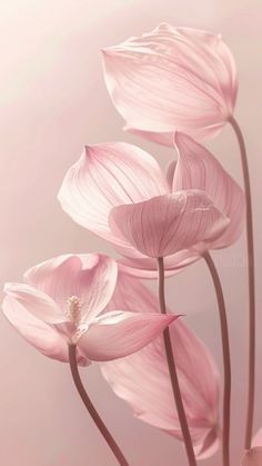 three pink flowers are in the middle of a light pink background, and one flower has long thin petals