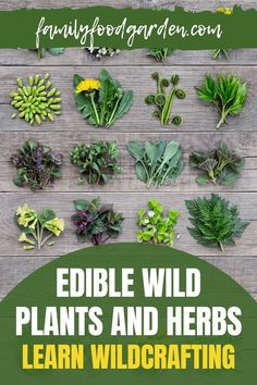 the edible wild plants and herbs learn wildcrafting