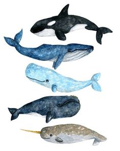 four different types of whales in watercolor