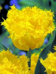 yellow flowers with green leaves in the background