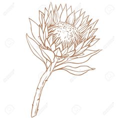 a drawing of a thistle flower on a white background stock photo and royalty free image