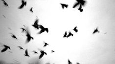 a flock of birds flying in the sky