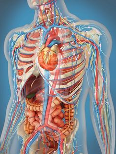 an image of the human body with organs and blood vessels in it's chest