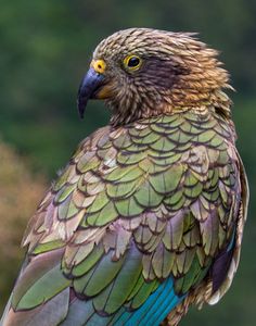 a colorful bird sitting on top of a tree branch in front of some grass and trees