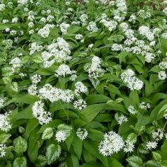 some white flowers and green leaves in the grass