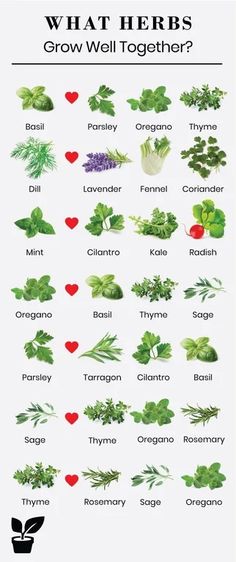 what herbs grow well together? poster with the words, which are labeled in red and green