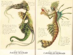 two drawings of mermaids and seahorses from the book pacific sea - maid