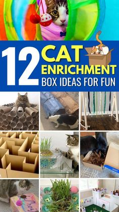 Boxes For Cats Diy, Diy Cat Stimulation, Easy Cat Enrichment, Homemade Kitten Toys, Enrichment Activities For Cats, Diy Cat Enrichment Toys, Diy Cat Projects, Diy Cat Puzzles, Cat Stimulation Ideas