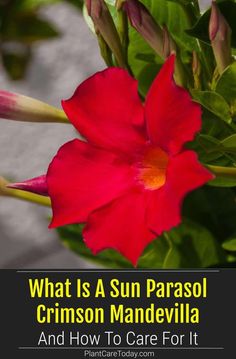 a red flower with the words what is a sun parasol crimson mandevilla and how to care for it