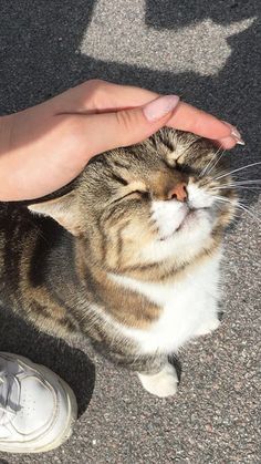 a cat sitting on the ground being petted by someone's hand