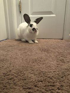 a white rabbit sitting on the floor in front of a door with its ears up