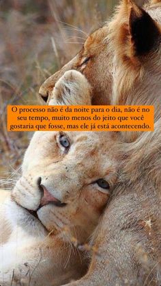 two lions laying next to each other on top of a grass covered field with the caption in spanish