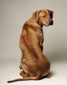 a large brown dog sitting on top of a white floor next to a gray wall