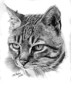 a black and white drawing of a cat's face