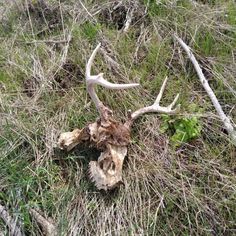 a dead animal that is laying on the ground in some grass and weeds with it's antlers still attached