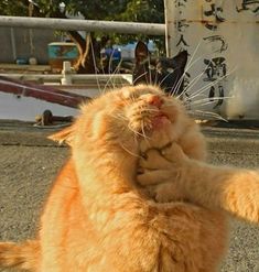 an orange cat sitting on the ground with its paw up to it's face