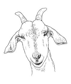 Goat head shot hand-drawn vector line art illustration Goat Line Art, Goat Drawing Sketch, Goat Head Drawing, Goat Sketch, Goat Drawing, Svg Animals, Vector Line Art, Black Goat