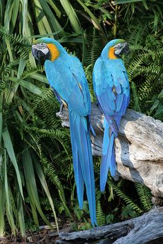 two blue and yellow parrots sitting on top of a tree branch next to green plants