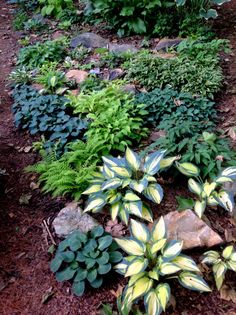 some plants and rocks on the ground