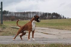 a brown and white dog standing on top of a cement road next to a field