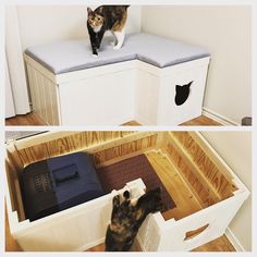 two pictures of cats standing on top of an open storage box, and one cat sitting on the floor