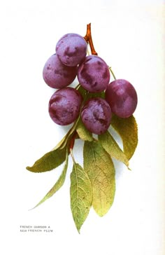 an image of plums on a branch with leaves