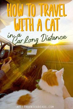 cat in the front seat of a car driving on a road trip during sunset Taking Cat, Long Car Trips, Calming Cat, Car Sick, Cat House Diy