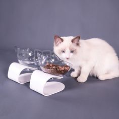 a white cat sitting next to a bowl with food in it