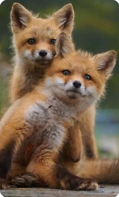 two baby foxes cuddle together on the ground