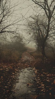 a muddy road surrounded by leaf covered trees and fallen leaves in the foreground, on a foggy day