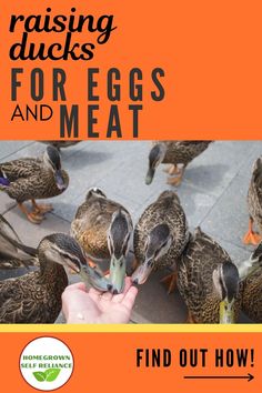 the cover of raising ducks for eggs and meat is shown in front of a group of ducks