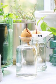 some glass jars with plants in them on a table