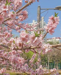 pink flowers are blooming on the branches of trees in front of a city building